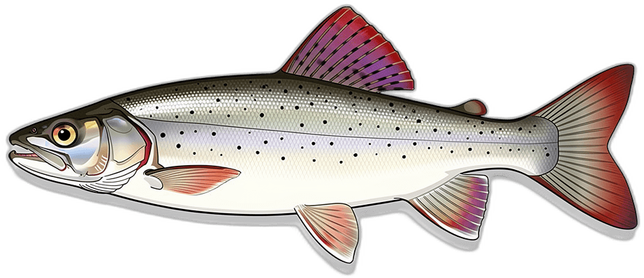 Grayling