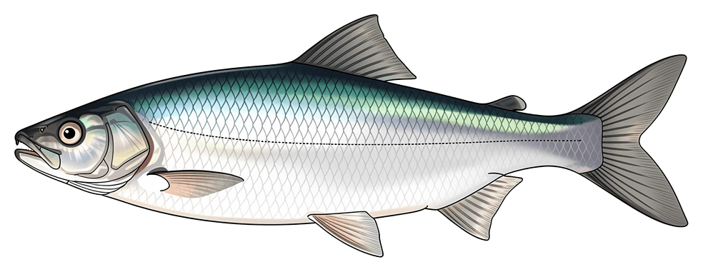 Amerikanischer Maifisch