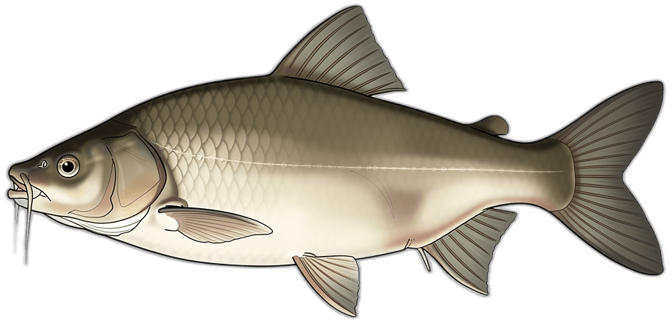 Barbel