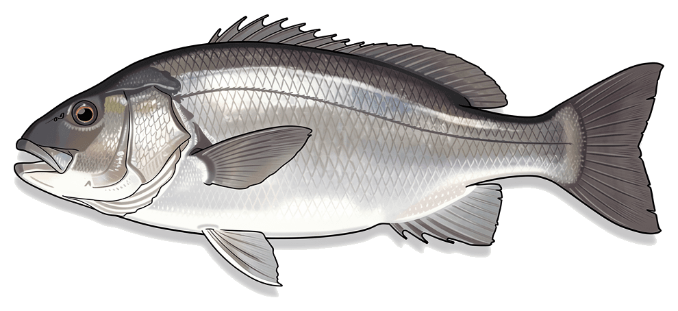 Black Drum