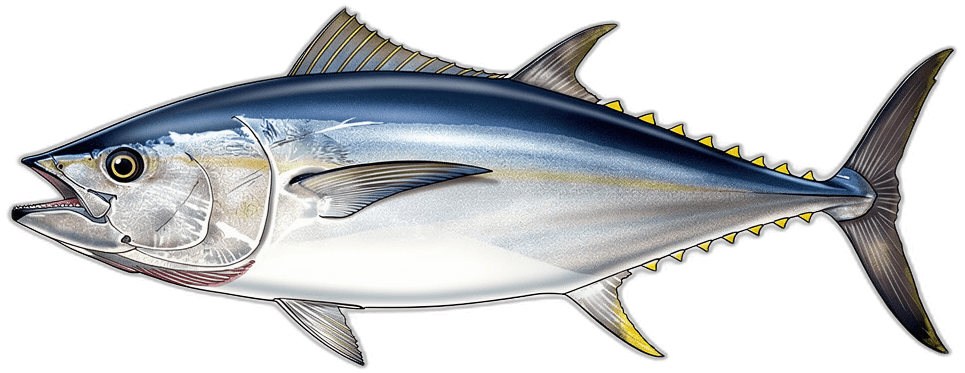 Bluefin Tuna