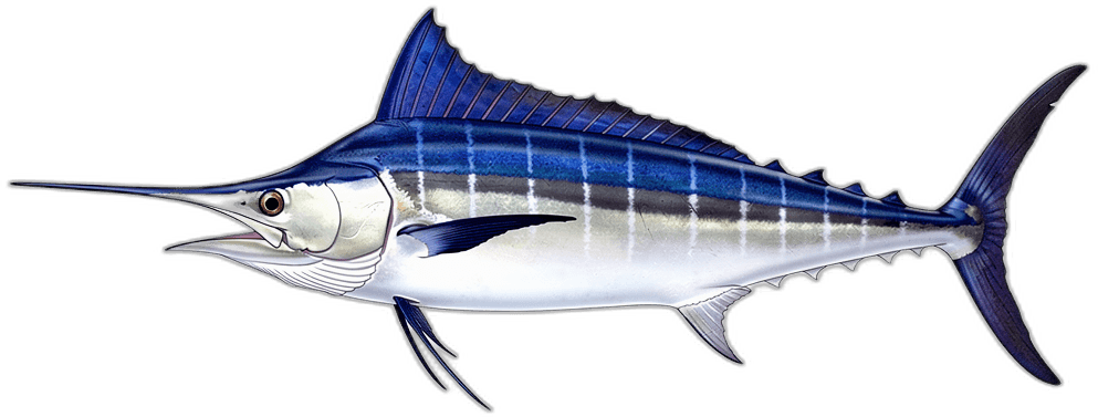 Blue Marlin