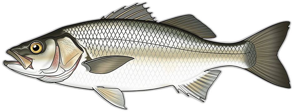 Corvina