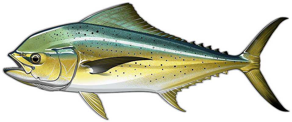 Goldmakrele