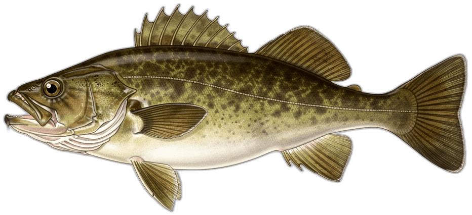 Cod