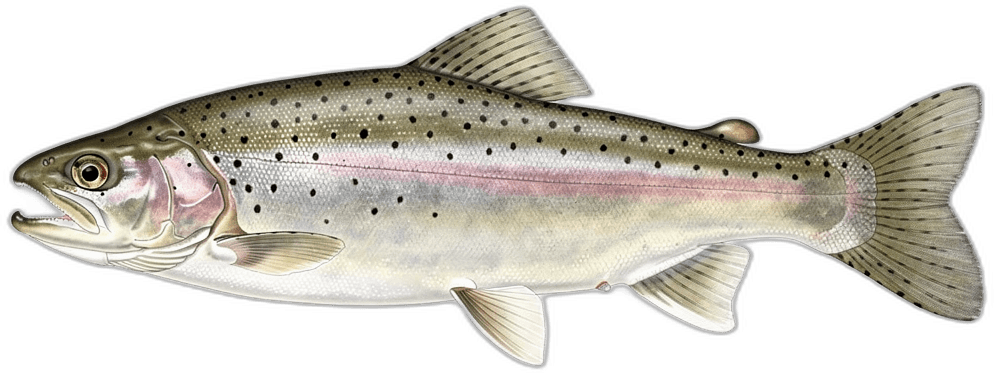 Trout