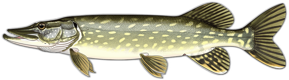 Pike