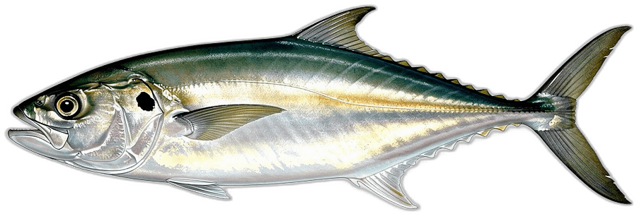 Pferdemakrele