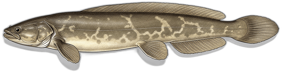 Lungenfisch