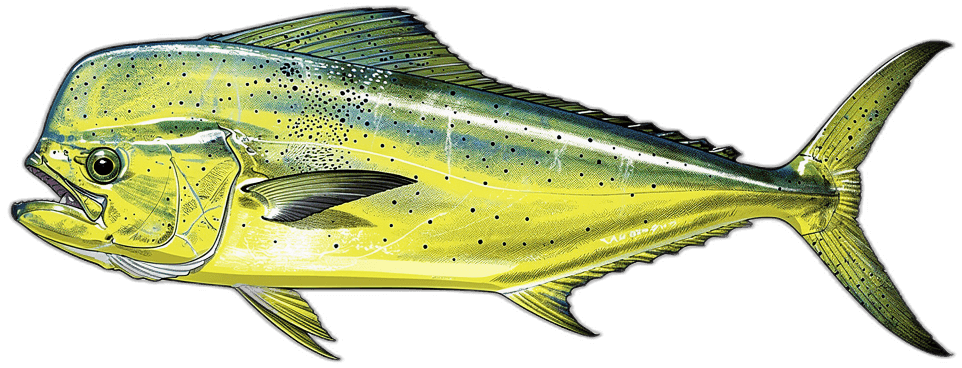 Goldmakrele (Mahi-Mahi)