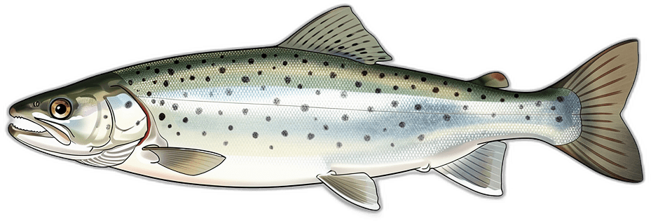 Sea Trout