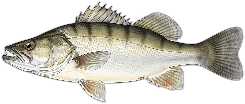 Nile Perch