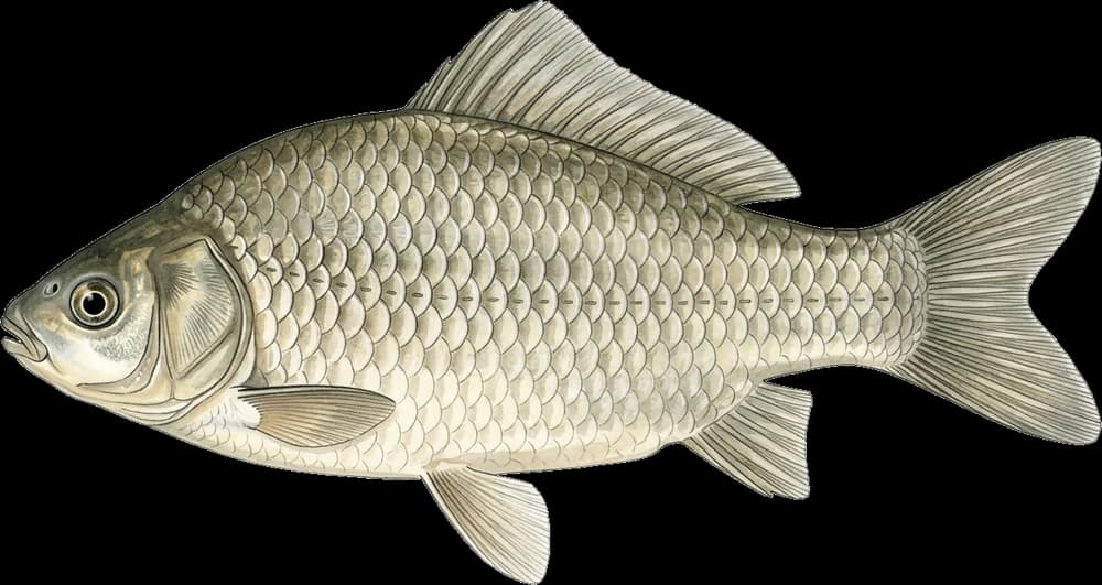 Giebel