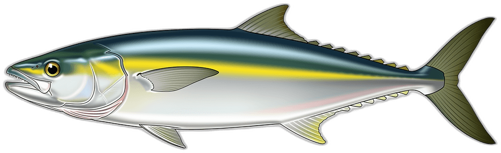 Regenbogenmakrele