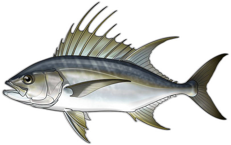 Hahnenfisch