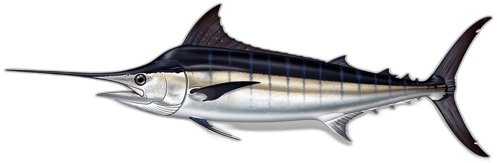 Black Marlin