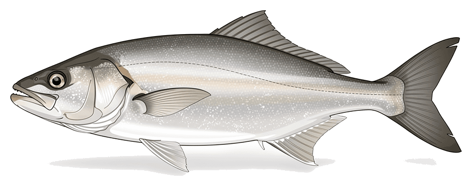Weakfish