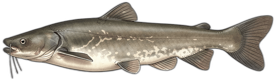Wels Catfish