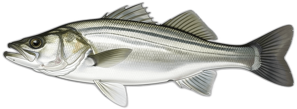 Sea Bass