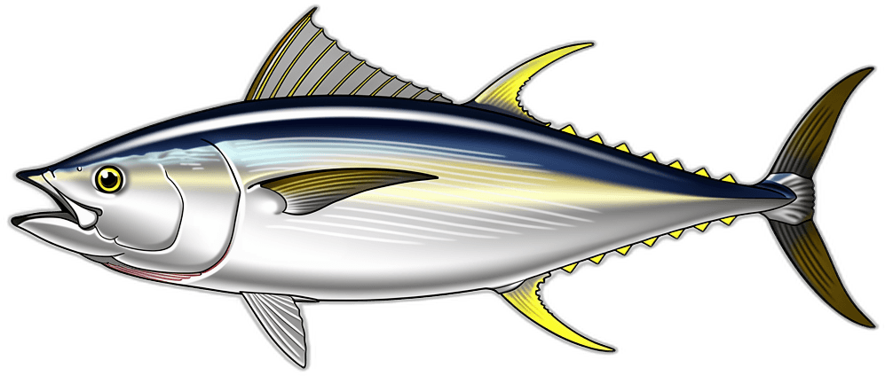 Gelbflossen-Thunfisch