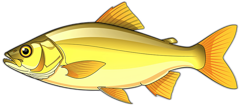 Gelbfisch
