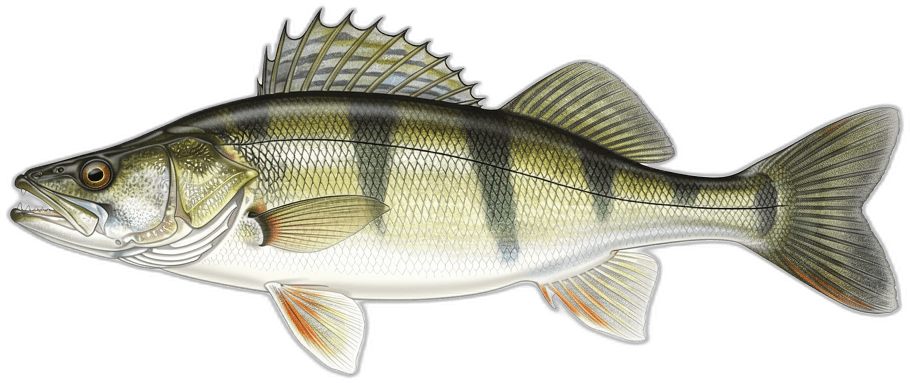 Pike-perch