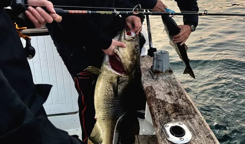 Lofoten: Boat Fishing Tour with Local Guide