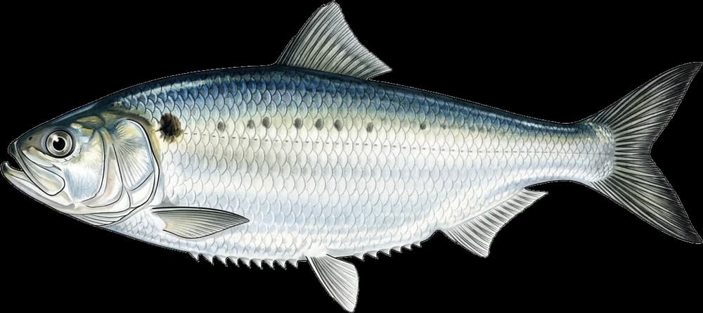 Amerikanischer Maifisch