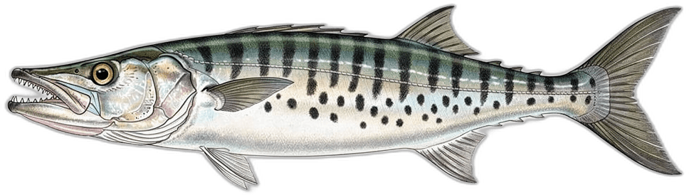 Barracuda