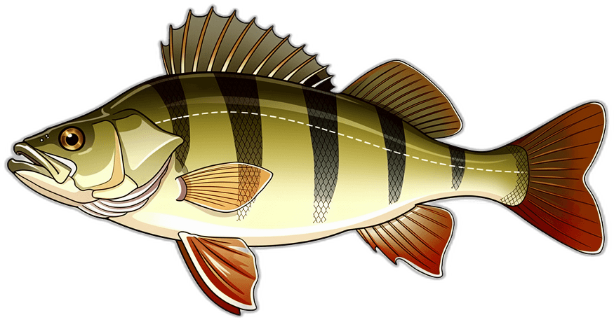 Perch