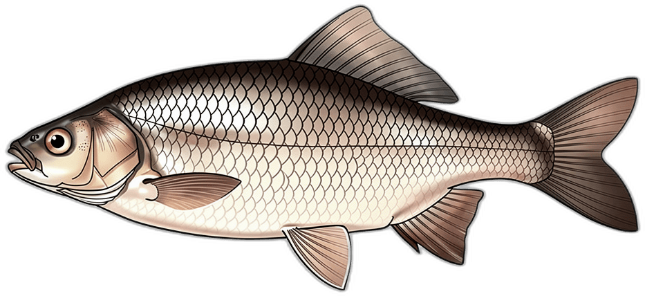Bream