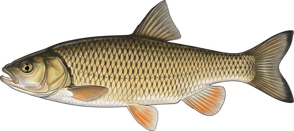 Döbel