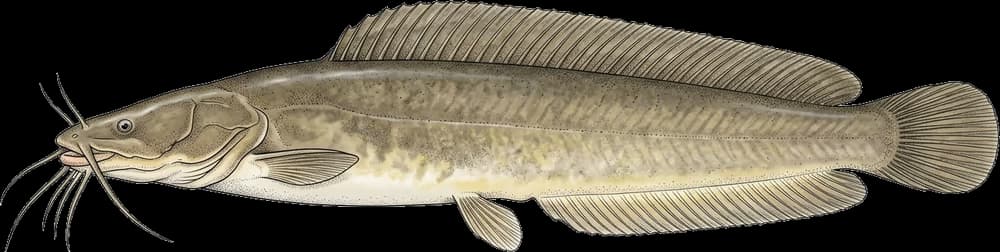 Clarias-Wels
