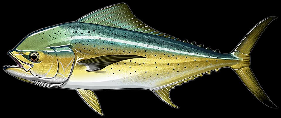 Goldmakrele