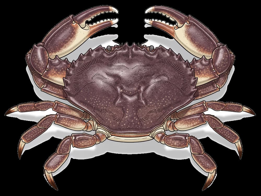 Pazifische Taschenkrabbe