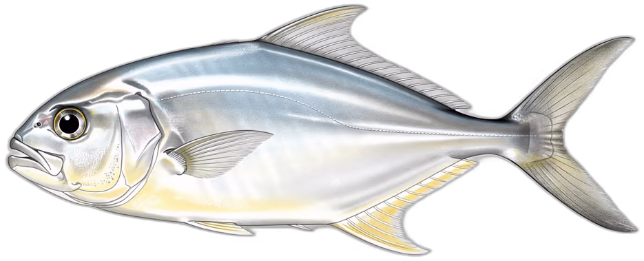 Florida-Stachelmakrele
