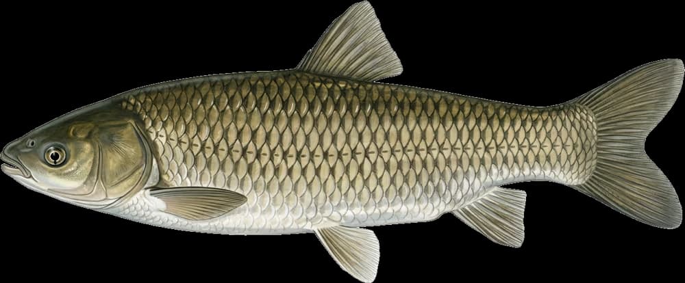 Graskarpfen