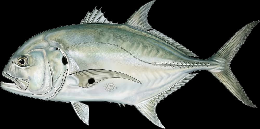 Pferdemakrele