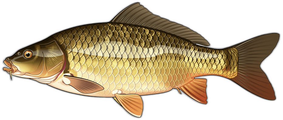 Carp