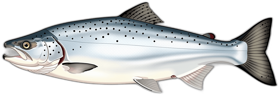 Salmon
