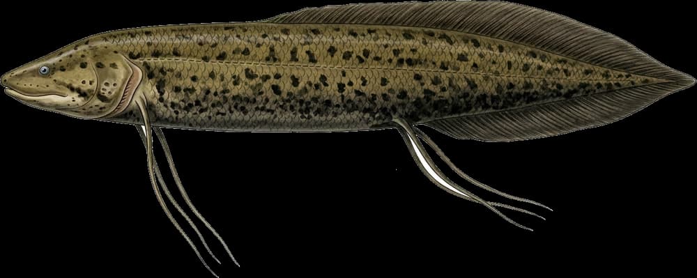 Lungenfisch