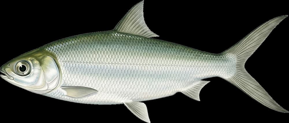 Milchfisch