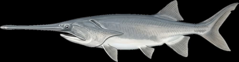 Löffelstör