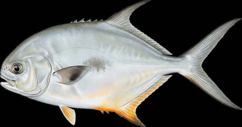 Palometa