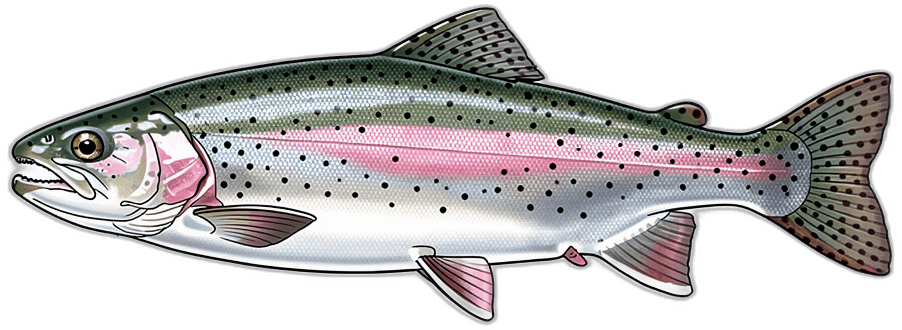Rainbow Trout