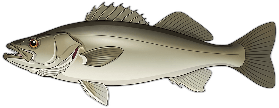 Haddock