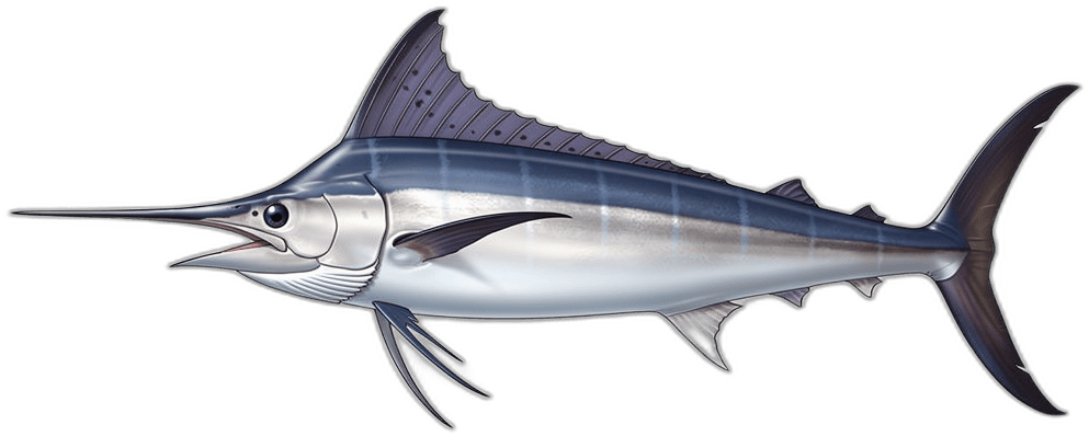 Swordfish