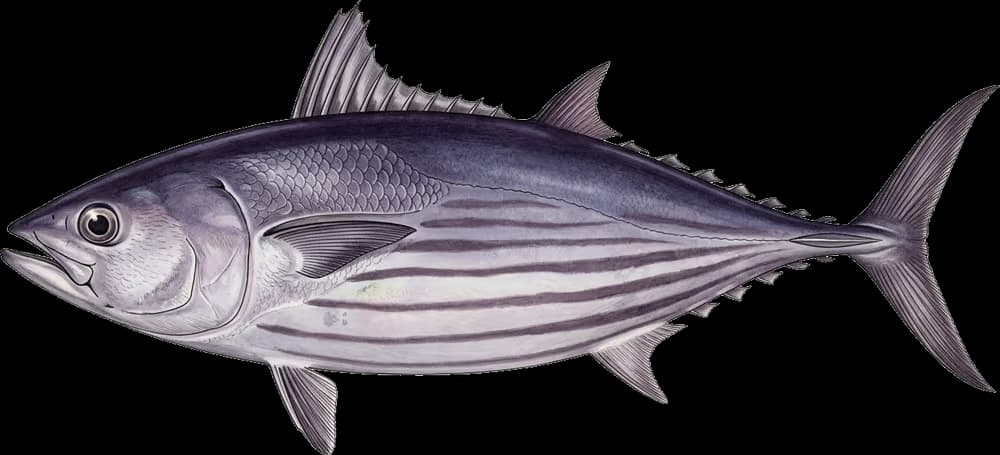 Echter Bonito