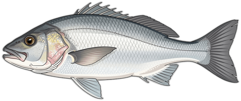 Steenbras
