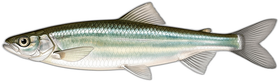 Éperlan